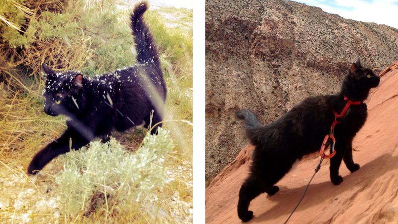 Illustration for article titled Your afternoon squee: Millie, the rock-climbing cat.